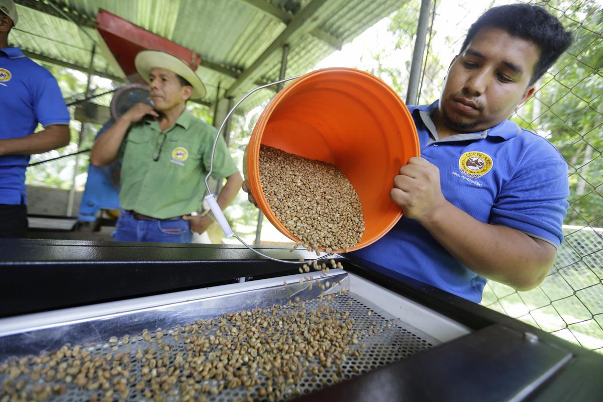 <i>ACOMPAÑA CRONICA : PANAMÁ CAFÉ AME5475. LAS GAITAS (PANAMÁ), 04/09/2024.- Un agricultor procesa granos de café este martes, en Las Gaitas (Panamá). En los alrededores de la cuenca del Canal de Panamá un pequeño grupo de agricultores ha visto potenciar sus fincas de café en los últimos años a la vez que cargan la responsabilidad de ser los guardianes ambientales de esa área boscosa, clave para la sostenibilidad de la vía interoceánica. EFE/ Carlos Lemos</i>