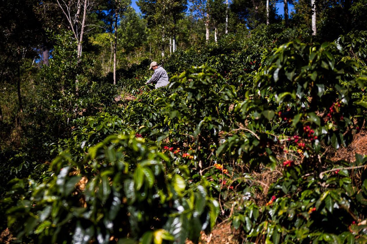 Starbucks refuerza investigación en caficultura en Guatemala y Costa Rica